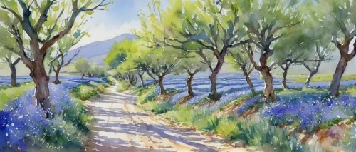 olive grove,provence,almond trees,pathway,watercolor blue,tree lined lane,tuscan,orchards,watercolor background,bluebells,palma trees,jacaranda trees,tree lined path,jacaranda,landscape,blue painting,row of trees,constantia,meadow in pastel,salt meadow landscape,Illustration,Realistic Fantasy,Realistic Fantasy 06