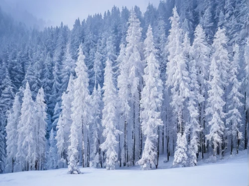temperate coniferous forest,winter forest,snow trees,snow in pine trees,winter background,larch forests,fir forest,coniferous forest,spruce-fir forest,snow landscape,winter landscape,tropical and subtropical coniferous forests,snowy landscape,spruce trees,evergreen trees,snow scene,christmas snowy background,larch trees,fir trees,hoarfrost,Conceptual Art,Fantasy,Fantasy 22
