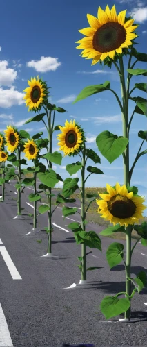 flowers png,sunflowers,sunflower field,sunflowers and locusts are together,helianthus sunbelievable,3d background,background vector,sunflower paper,aaa,sun flowers,solar field,sunflowers in vase,photosynthesis,virtual landscape,helianthus,highway roundabout,3d rendering,stored sunflower,digital compositing,aa,Conceptual Art,Sci-Fi,Sci-Fi 10