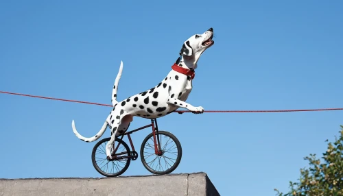 dalmatian,circus animal,dog agility,flying dog,tour de france,hungarian pointing dog,flying dogs,unicycle,legerhond,dog sports,whippet,balance bicycle,bikejoring,saluki,polish greyhound,italian greyhound,smaland hound,bicycle motocross,bicycle sign,artois hound,Photography,Fashion Photography,Fashion Photography 07