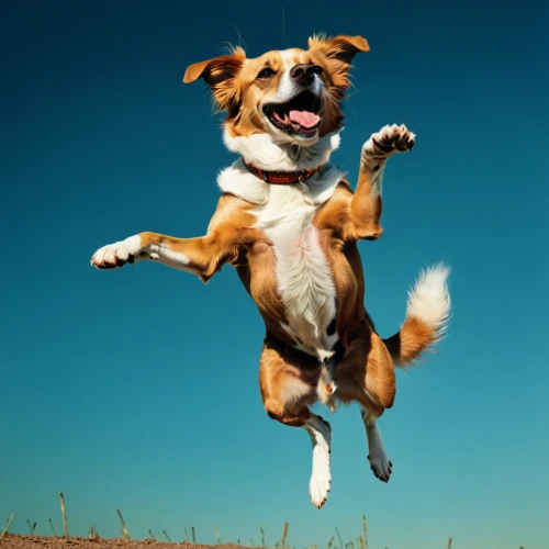 flying dog,flying dogs,cheerful dog,leap for joy,pet vitamins & supplements,dog running,running dog,jumping cholla,leaping,jumping,dog agility,dog sports,dog photography,flyball,two running dogs,dog-photography,axel jump,jack russell terrier,russell terrier,flying girl,Photography,Documentary Photography,Documentary Photography 06