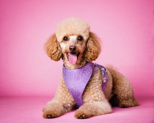 poodle crossbreed,miniature poodle,toy poodle,standard poodle,lagotto romagnolo,english cocker spaniel,american cocker spaniel,cavapoo,dog photography,cockapoo,cocker spaniel,american water spaniel,dog-photography,chihuahua poodle mix,spanish water dog,pet vitamins & supplements,dog clothes,poodle,bedlington terrier,goldendoodle,Illustration,Paper based,Paper Based 07