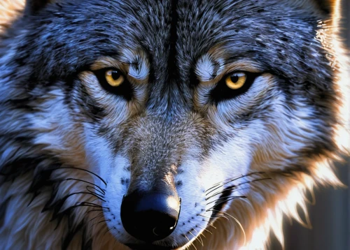 european wolf,gray wolf,wolf,red wolf,howling wolf,wolfdog,canis lupus,wolves,coyote,howl,canis lupus tundrarum,wolf bob,animal portrait,wolf hunting,malamute,yellow eyes,wolf's milk,saarloos wolfdog,canidae,regard,Illustration,Realistic Fantasy,Realistic Fantasy 04