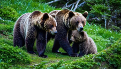 brown bears,grizzlies,bear cubs,kodiak bear,black bears,kodiak,bear kamchatka,bears,the bears,denali national park,grizzly bear,brown bear,alaska,grizzly cub,grizzly,great bear,bear guardian,cuddling bear,wildlife,nordic bear,Illustration,Realistic Fantasy,Realistic Fantasy 36