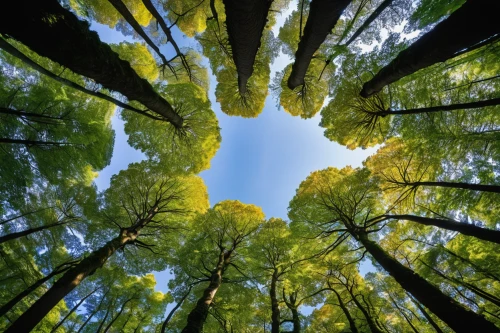 tree canopy,canopy,aaa,eco,photosynthesis,360 °,360 ° panorama,trees,the trees,forest floor,upward tree position,arashiyama,tree tops,forest tree,redwoods,beech trees,beech forest,looking up,larch forests,aa,Photography,General,Sci-Fi