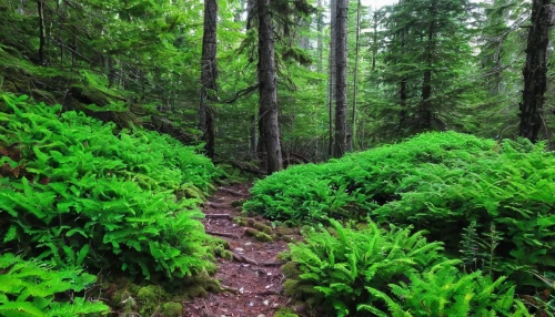 temperate coniferous forest,coniferous forest,spruce forest,fir forest,spruce-fir forest,tropical and subtropical coniferous forests,green forest,forest path,forest moss,ferns and horsetails,hiking path,eastern hemlock,forest floor,forest glade,northwest forest,old-growth forest,larch forests,mixed forest,ferns,forest walk,Illustration,Abstract Fantasy,Abstract Fantasy 07