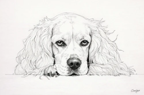 english setter,dog drawing,clumber spaniel,dog illustration,spaniel,dog line art,welsh springer spaniel,cocker spaniel,pet portrait,spinone italiano,french spaniel,cockapoo,russian spaniel,field spaniel,bearded collie,american cocker spaniel,retriever,basset fauve de bretagne,maremma sheepdog,picardy spaniel,Illustration,Paper based,Paper Based 19