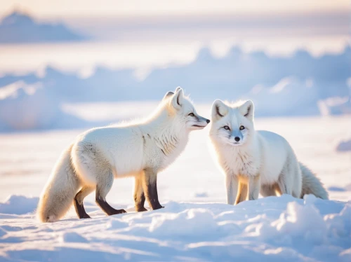 arctic fox,finnish lapland,foxes,winter animals,wolf couple,greenland dog,lapland,white shepherd,fox stacked animals,fox with cub,canis lupus,redfox,canadian eskimo dog,arctic birds,patagonian fox,vulpes vulpes,arctic,cute fox,arctic hare,red fox,Unique,Pixel,Pixel 03