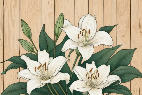 easter lilies,illustration of the flowers,flowers png,wood daisy background,flower illustration,white lily,avalanche lily,wooden background,wood anemones,wood background,lilies,lillies,madonna lily,lilies of the valley,white magnolia,floral digital background,tulip background,tulip white,flower background,flower painting,Illustration,Japanese style,Japanese Style 15