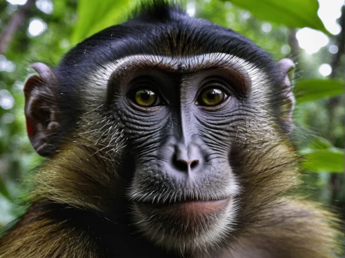 cercopithecus neglectus,white-fronted capuchin,macaque,rhesus macaque,common chimpanzee,crab-eating macaque,long tailed macaque,uakari,gibbon 5,tufted capuchin,guenon,primate,celebes crested macaque,white-headed capuchin,langur,male portrait,siamang,bonobo,kalimantan,chimpanzee,Photography,Black and white photography,Black and White Photography 07