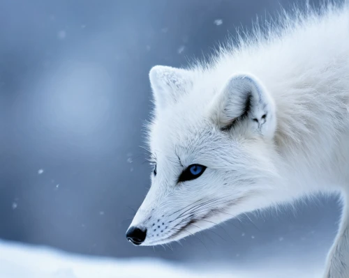 arctic fox,white shepherd,snow hare,arctic,winter animals,canadian eskimo dog,arctic hare,polar,canidae,the snow queen,the blue eye,blue eye,eternal snow,european wolf,white dog,canis lupus,gray wolf,white fur hat,silver fox,white snowflake,Illustration,Realistic Fantasy,Realistic Fantasy 40