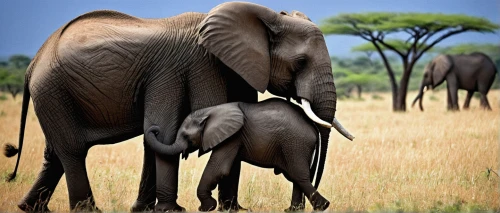 african bush elephant,african elephants,african elephant,mama elephant and baby,elephant herd,tusks,elephant tusks,elephants and mammoths,wildebeest,serengeti,stacked elephant,elephant with cub,elephantine,elephants,cartoon elephants,tsavo,oxpecker,pachyderm,elephant camp,etosha,Photography,Documentary Photography,Documentary Photography 28