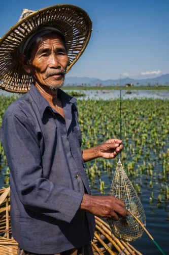 inle lake,paddy harvest,mekong,myanmar,monopod fisherman,nymphaea,cambodia,bangladeshi taka,vietnam,lotus plants,kampot,nepali npr,rice cultivation,vietnam's,the shrimp farm,laos,burma,lugu lake,bangladesh,aquaculture,Illustration,Children,Children 02