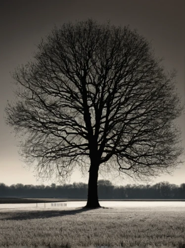 isolated tree,lone tree,bare tree,old tree silhouette,winter tree,tree silhouette,tree thoughtless,oak tree,elm tree,deciduous tree,brown tree,celtic tree,a young tree,walnut trees,linden tree,lonely chestnut,plane-tree family,a tree,the branches of the tree,bare trees,Photography,Black and white photography,Black and White Photography 03