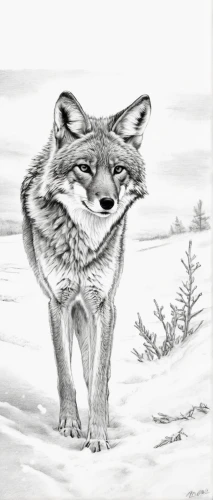 lynx,bobcat,vulpes vulpes,pencil drawing,fox,coyote,snow drawing,mountain lion,a fox,swift fox,felidae,south american gray fox,pencil drawings,snowshoe,redfox,reconstruction,christmas fox,canis lupus,pencil art,winter animals,Illustration,Black and White,Black and White 30