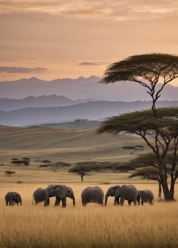 serengeti,african elephants,elephant herd,tsavo,east africa,african elephant,kenya africa,african bush elephant,africa,samburu,elephants,tanzania,kenya,safaris,elephant tusks,great mara,stacked elephant,elephantine,namibia,elephant camp,Photography,Fashion Photography,Fashion Photography 15