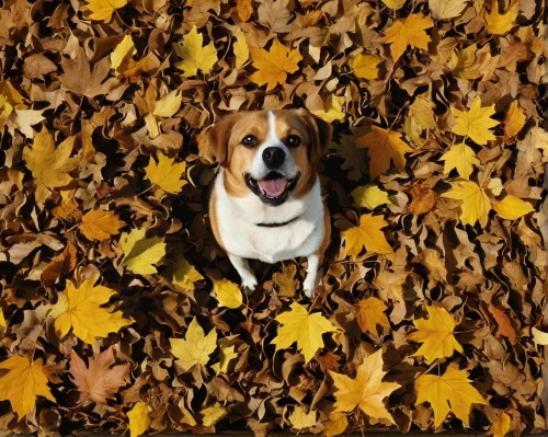 autumn background,beagle,leaf background,autumn icon,treeing walker coonhound,fall animals,beaglier,american foxhound,bassett,thanksgiving background,leaves are falling,autumn photo session,falling on leaves,fall leaves,autumn leaves,autumn theme,maple shadow,leaf rectangle,basset hound,fall foliage,Photography,Documentary Photography,Documentary Photography 06