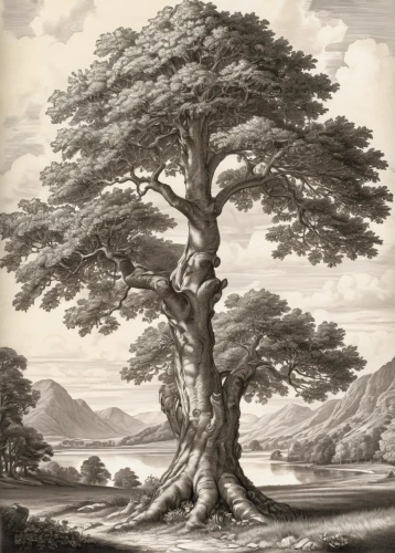 robert duncanson,elm tree,rosewood tree,walnut trees,mountain alder,hokka tree,oak tree,celtic tree,araucaria,fraxinus excelsior,a young tree,english walnut,zelkova serrata,sitka spruce,tree species,two oaks,eastern black walnut,ash tree,larch tree,oregon white oak,Conceptual Art,Fantasy,Fantasy 27