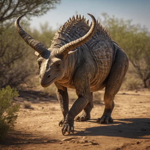 triceratops,uintatherium,gorgonops,aucasaurus,rhinoceros,cynorhodon,armadillo,aardvark,nubian ibex,stegosaurus,southern square-lipped rhinoceros,anthracoceros coronatus,rhino,indian rhinoceros,ankylosaurus,warthog,bighorn ram,aurochs,oxpecker,black rhinoceros,Photography,General,Natural