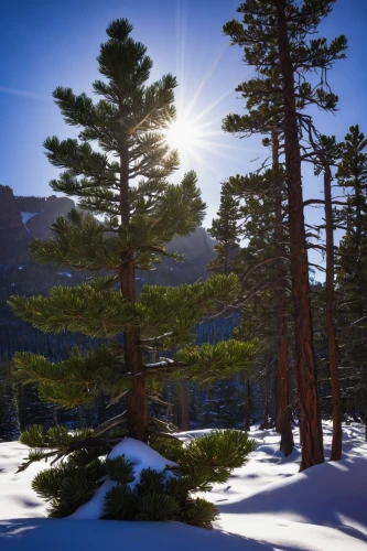 snow in pine trees,pine trees,evergreen trees,spruce trees,coniferous forest,snow in pine tree,pine tree,conifers,temperate coniferous forest,fir trees,coniferous,blue spruce,white pine,spruce tree,lodgepole pine,balsam fir,spruce-fir forest,singleleaf pine,colorado spruce,red pine,Conceptual Art,Sci-Fi,Sci-Fi 14