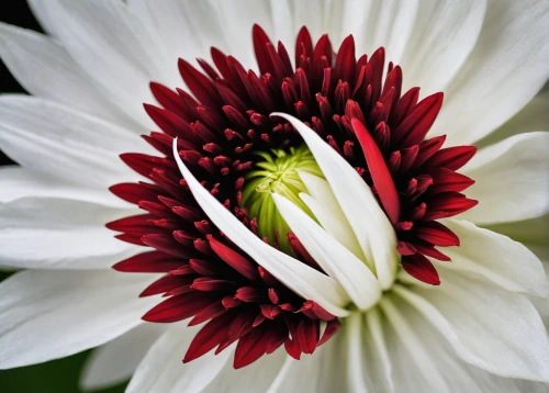 white chrysanthemum,the white chrysanthemum,echinacea purpurea 'white swan,flannel flower,red chrysanthemum,osteospermum,gerbera flower,white dahlia,red gerbera,african daisy,coneflowers,south african daisy,chrysanthemum,chrysanthemum cherry,echinacea,celestial chrysanthemum,coneflower,leucanthemum,gazania,siberian chrysanthemum,Photography,Black and white photography,Black and White Photography 07