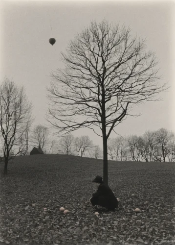 stieglitz,klaus rinke's time field,walnut trees,gas balloon,lonely chestnut,tree with swing,agfa isolette,montgolfiade,isolated tree,conker tree,persimmon tree,chestnut trees,chestnut tree,flying seed,flying object,flying seeds,hans boodt,american chestnut,vinegar tree,a young tree,Photography,Black and white photography,Black and White Photography 03