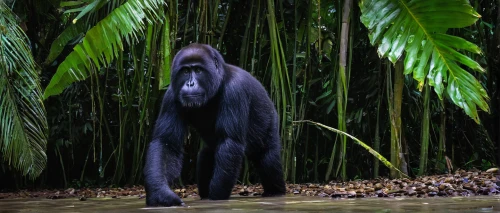 common chimpanzee,siamang,bonobo,gorilla,celebes crested macaque,cercopithecus neglectus,uakari,botswana bwp,ape,tanzania,chimpanzee,primate,orang utan,kalimantan,gibbon 5,congo,conguillío national park,uganda,great apes,herman national park,Photography,Documentary Photography,Documentary Photography 18