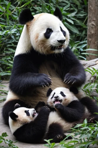 giant panda,pandas,chinese panda,lun,mother and children,pandabear,mother with children,panda,panda bear,the mother and children,baby panda,hanging panda,panda cub,motherhood,harmonious family,baby with mom,little panda,kawaii panda,mother and infant,motherly love,Illustration,Black and White,Black and White 12