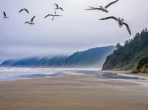 ruby beach,vancouver island,wave of fog,pacific coastline,oregon,tofino,seabirds,flying sea gulls,united states national park,bird island,sea birds,coastal bird,cliff beach,mountain beach,seagulls flock,fog banks,british columbia,pacific gull,birds in flight,migratory birds,Illustration,Paper based,Paper Based 06