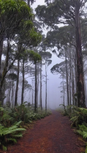 tropical and subtropical coniferous forests,paparoa national park,foggy forest,valdivian temperate rain forest,tree ferns,hiking path,foggy mountain,tongariro national park,teide national park,pine forest,foggy landscape,temperate coniferous forest,mount taranaki,fir forest,tree top path,the azores,north island,rain forest,yakushima,the mystical path,Conceptual Art,Oil color,Oil Color 17