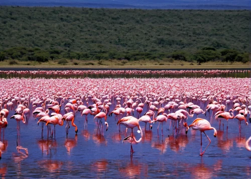 cuba flamingos,flamingos,flamingoes,greater flamingo,pink flamingos,samburu,pink flamingo,doñana national park,cabaneros national park,kenya africa,conguillío national park,flamingo,two flamingo,flamingo pattern,flamingo couple,botswana,nakuru,herman national park,namibia,tanzania,Illustration,Black and White,Black and White 21