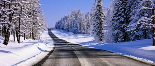 winter background,snow landscape,winter landscape,snowy landscape,snow scene,snow trail,tree lined lane,winter forest,winters,mountain road,in winter,forest road,winter wonderland,in the winter,winter trip,winter sports,hard winter,snow slope,snow in pine trees,temperate coniferous forest,Photography,Black and white photography,Black and White Photography 06