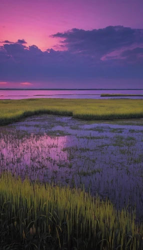 salt marsh,purple landscape,tidal marsh,cape cod,freshwater marsh,rice field,the rice field,rye field,marsh,doñana national park,rice fields,polder,salt field,ricefield,coastal landscape,estuary,the wadden sea,danubedelta,wadden sea,venetian lagoon,Conceptual Art,Daily,Daily 30