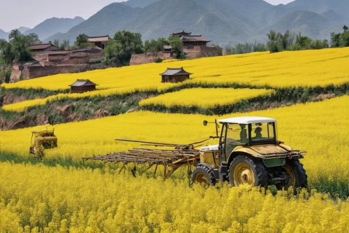 agricultural machinery,rice fields,xinjiang,rice field,khorasan wheat,shaanxi province,agricultural,agroculture,the rice field,agriculture,yunnan,farm tractor,farm landscape,barley cultivation,farm background,yellow machinery,wheat crops,rice bran oil,rapeseed,field of rapeseeds,Conceptual Art,Fantasy,Fantasy 23