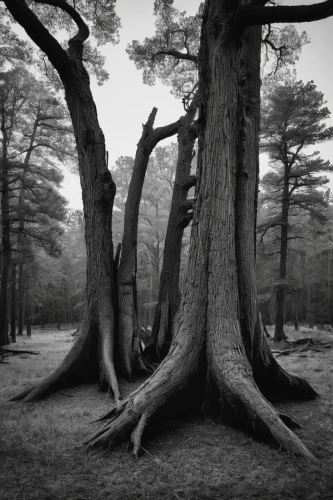 beech trees,crooked forest,the roots of trees,old-growth forest,stumps,pine forest,gnarled,fallen trees on the,two oaks,pine trees,the trees,beech forest,chestnut heath,dead wood,ghost forest,grove of trees,copse,tree and roots,ordinary boxwood beech trees,row of trees,Photography,Black and white photography,Black and White Photography 05