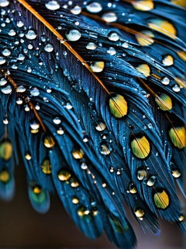 rain droplets,droplets,waterdrops,dew drops,rainy leaf,dewdrops,dew droplets,water droplets,rainwater drops,raindrops,droplets of water,peacock feathers,water drops,rain drops,raindrop,rain lily,dew drop,drops of water,dewdrop,blue peacock,Conceptual Art,Graffiti Art,Graffiti Art 05