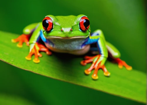 red-eyed tree frog,pacific treefrog,coral finger tree frog,eastern dwarf tree frog,squirrel tree frog,tree frogs,tree frog,litoria fallax,frog background,green frog,litoria caerulea,barking tree frog,narrow-mouthed frog,eastern sedge frog,shrub frog,malagasy taggecko,frog,poison dart frog,wallace's flying frog,frog through,Illustration,American Style,American Style 14