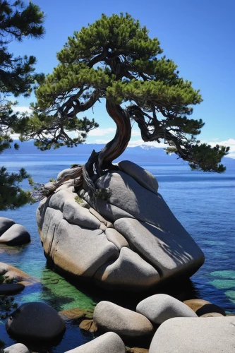 pine tree,pine-tree,singleleaf pine,black pine,the japanese tree,dragon tree,bonsai tree,prostrate juniper,pine tree branch,dwarf pine,oregon pine,white pine,pine branch,huangshan mountains,bonsai,chile pine,american pitch pine,isolated tree,japanese garden ornament,jack pine,Photography,Fashion Photography,Fashion Photography 12