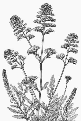 achillea millefolium,umbelliferae,yarrow,illustration of the flowers,crepis paludosa,apiaceae,tansy phacelia,phacelia tanacetifolia,lepidium meyenii,foeniculum vulgare,jasione montana,filipendula ulmaria,tanacetum parthenium,sweet cicely,anthocharis cardamines,greek valerian,mimosa tenuiflora,glechoma hederacea,ocimum tenuiflorum,leucaena,Illustration,Black and White,Black and White 35