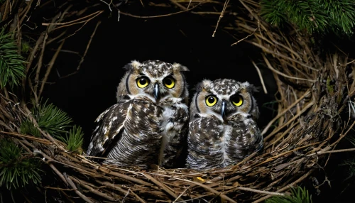 couple boy and girl owl,great horned owls,owlets,long-eared owl,owls,eared owl,halloween owls,owl nature,eastern grass owl,siberian owl,spotted wood owl,owl eyes,great gray owl,great grey owl-malaienkauz mongrel,spotted-brown wood owl,western screech owl,spotted owlet,the great grey owl,southern white faced owl,grey owl,Conceptual Art,Oil color,Oil Color 01