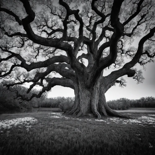 oak tree,tree of life,old gnarled oak,black oak,old tree,the roots of trees,magic tree,dragon tree,celtic tree,gnarled,the branches of the tree,plane-tree family,rosewood tree,oak,rooted,two oaks,old tree silhouette,tree and roots,family tree,the japanese tree,Illustration,Black and White,Black and White 29