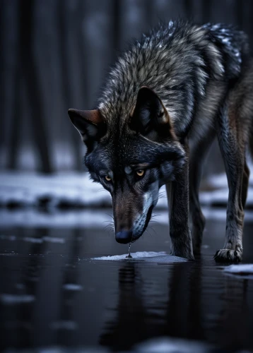 european wolf,gray wolf,howling wolf,red wolf,wolf hunting,wolf,wolfdog,wolves,constellation wolf,werewolf,wolf's milk,werewolves,canis lupus,black shepherd,fox in the rain,canidae,wolf down,feral,saarloos wolfdog,two wolves,Photography,Documentary Photography,Documentary Photography 22