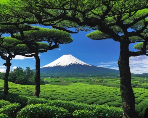 the azores,azores,fuji mountain,darjeeling,tea plantations,mount taranaki,fuji,tea field,reunion island,japan landscape,mount fuji,japanese mountains,arenal volcano,mt fuji,taranaki,tea plantation,beautiful japan,tenerife,jeju island,acores,Illustration,Realistic Fantasy,Realistic Fantasy 06