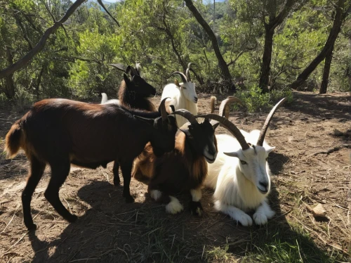 herd of goats,domestic goats,cow-goat family,boer goat,feral goat,goat mountain,chamois with young animals,mountain cows,goat-antelope,the herd,domestic goat,goatherd,goatflower,goats,billy goat,ruminants,herding,antelopes,anglo-nubian goat,llamas,Photography,Documentary Photography,Documentary Photography 09