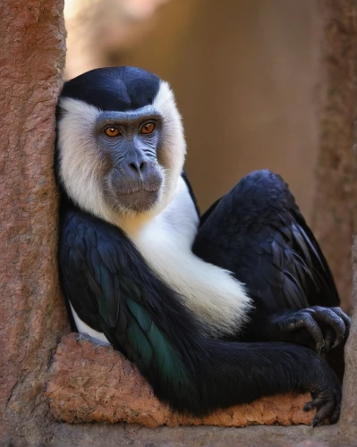 colobus,langur,de brazza's monkey,white-headed capuchin,white-fronted capuchin,guenon,barbary monkey,tufted capuchin,siamang,long tailed macaque,mandrill,bleeding-heart baboon,macaque,saguinus oedipus,cercopithecus neglectus,common chimpanzee,gibbon,tamarin,capuchin,sifaka,Illustration,Abstract Fantasy,Abstract Fantasy 04