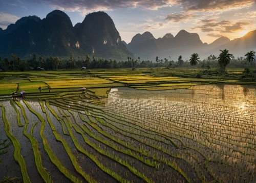 rice fields,rice field,the rice field,ricefield,rice paddies,guilin,karst landscape,paddy field,rice terrace,vietnam,southeast asia,vegetables landscape,vietnam's,rice cultivation,yunnan,viet nam,landscape photography,paddy harvest,ham ninh,beautiful landscape,Conceptual Art,Sci-Fi,Sci-Fi 25