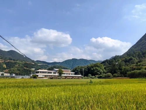 yamada's rice fields,the rice field,rice field,paddy field,rice fields,rice paddies,bukhansan,ha giang,rice cultivation,ricefield,da nang,vietnam,cable railway,paddy harvest,damyang,moc chau tea doi,shirakawa-go,akha,chiang mai,chiang rai