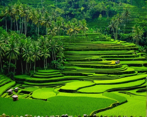 rice fields,rice field,rice paddies,rice terrace,ricefield,the rice field,rice terraces,ubud,paddy field,rice cultivation,green landscape,yamada's rice fields,vegetables landscape,vietnam,indonesia,southeast asia,green fields,vietnam's,thailand,bangladesh,Illustration,American Style,American Style 08