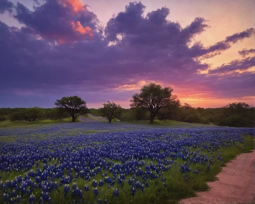 texas bluebonnet,bluebonnet,blue bonnet,texas,blue bell,purple landscape,field of flowers,blooming field,lone star,wildflowers,lavender fields,lavender field,flowers field,flower field,beautiful landscape,splendor of flowers,the lavender flower,sea of flowers,cornflower field,blanket of flowers,Conceptual Art,Oil color,Oil Color 12