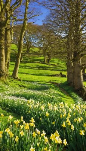 daffodil field,daffodils,spring background,spring equinox,yellow daffodils,springtime background,spring bloomers,spring meadow,trerice in cornwall,spring nature,northern ireland,ireland,yorkshire dales,jonquils,crocuses,blooming field,dorset,flower meadow,flowering meadow,isle of may,Conceptual Art,Fantasy,Fantasy 20